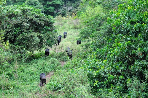 Visiting Ngamba Island Chimpanzee sanctuary