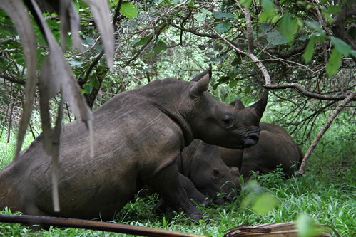 2 days Murchison Falls National Park tour