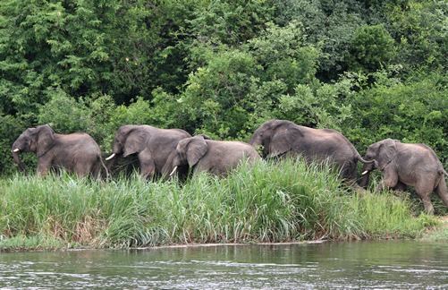 2 days Murchison Falls wildlife safari