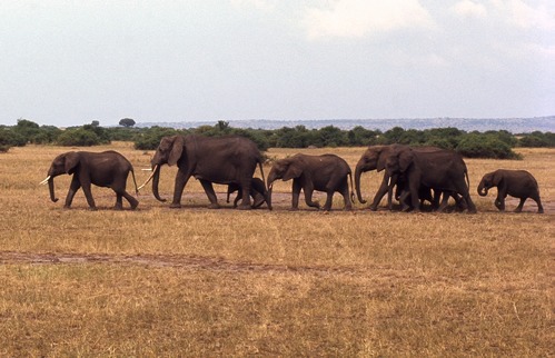 2 days Queen Elizabeth National Park Wildlife safari