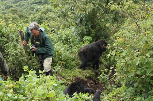 3 days Dian Fossey grave visit and gorillas