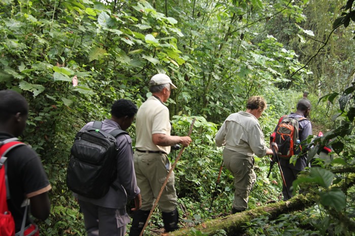 3 days gorilla trekking and Dian Fossey hike