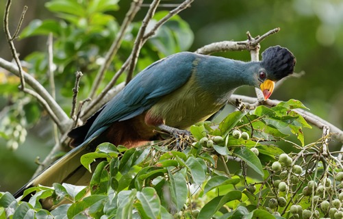 4 Days Queen Elizabeth National Park Safari