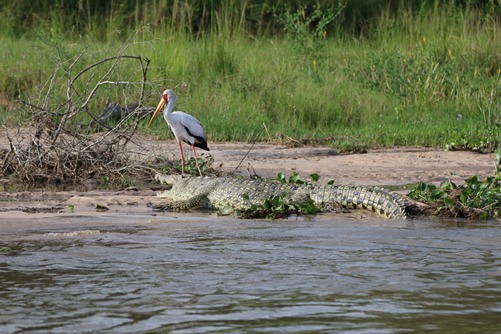 4 days Murchison Falls National Park safari in Uganda