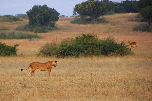 4 days safari in Queen Elizabeth National Park