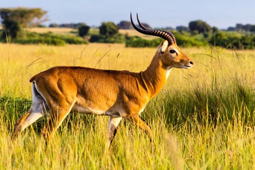 4 days tour of Queen Elizabeth National Park