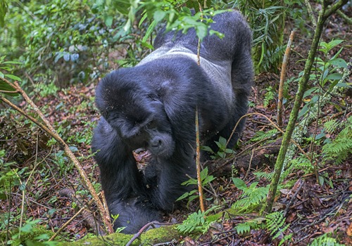 12 days Uganda wildlife tour