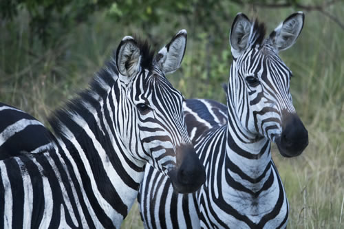 12 days best of Uganda safari