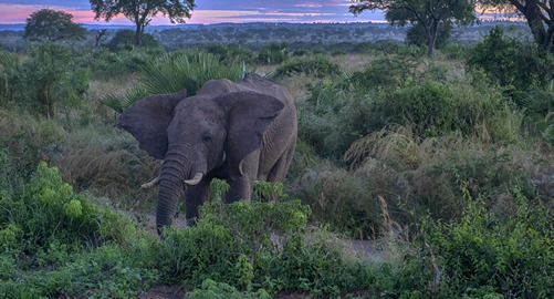 12 days Uganda wildlife tour