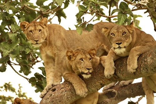 5 day tour of Queen Elizabeth National Park