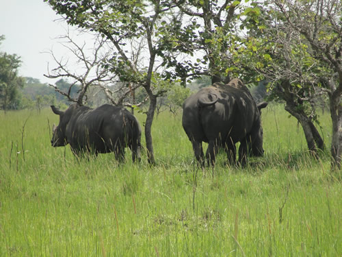 5 days Murchison falls national park