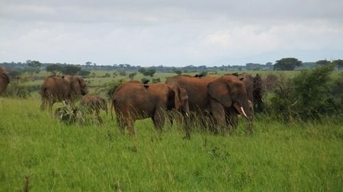 5 days trip to Murchison falls national park