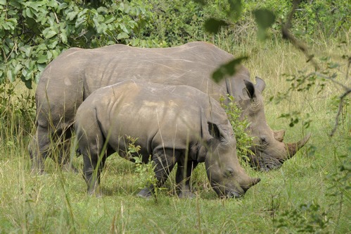 Twelve days Uganda safari