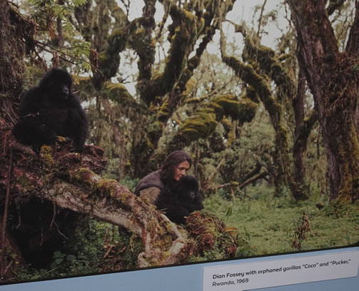 Trekking to the Dian Fossey tomb