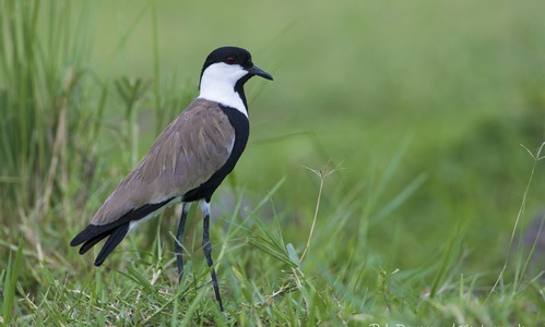 Bird watching in Uganda