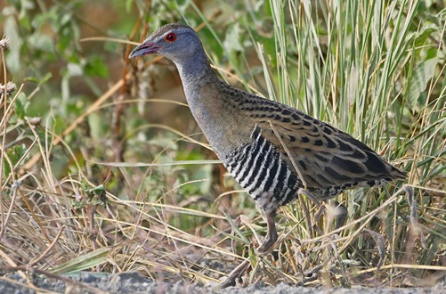 Birding Safaris in Uganda