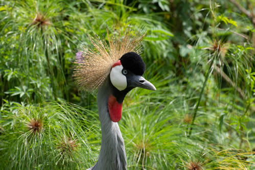 Birding Tours in Uganda