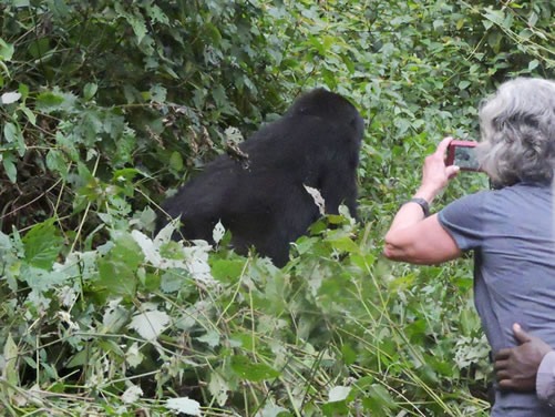 Chances of seeing gorillas in Rwanda