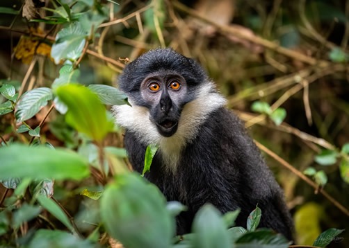 Cost of gorilla trekking in Bwindi