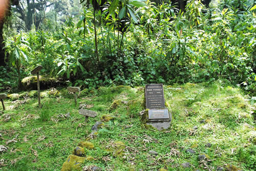 Dian Fossey Grave Trek