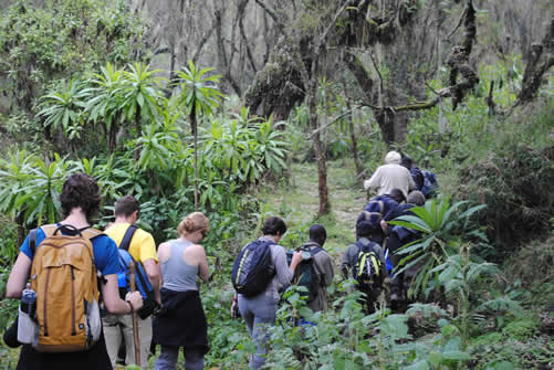 Dian Fossey Trek