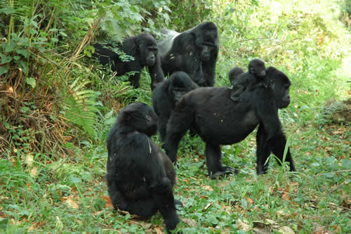 Gorilla tracking in Bwindi National Park