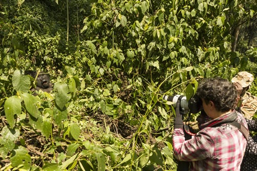 Gorilla tracking in Bwindi