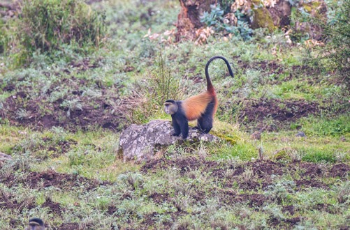 Gorilla tracking in Volcanoes National Park Rwanda