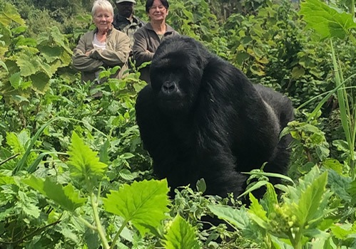 Gorilla tracking in Volcanoes National Park Rwanda