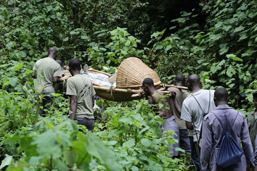 Gorilla trekking in Bwindi forest park