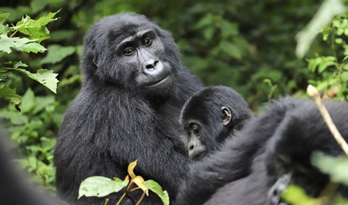 Gorilla trekking in Bwindi impenetrable forest