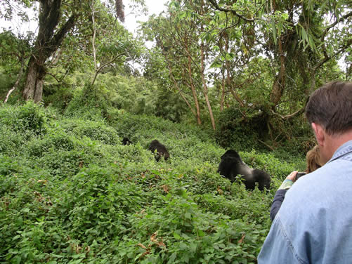 Gorilla trekking in Volcanoes National Park of Rwanda