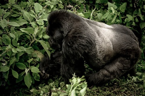 Gorilla trekking Volcanoes National Park