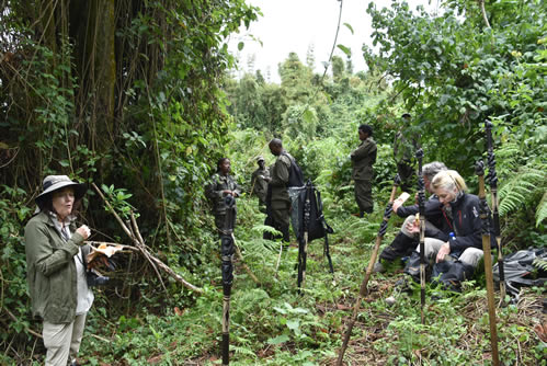 Price of gorilla trekking in Volcanoes National Park