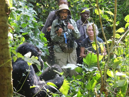 Probability of Seeing gorillas