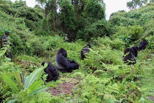 Tips for gorilla trekking in the Volcanoes National Park