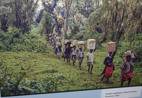 Trekking to the Dian Fossey tomb