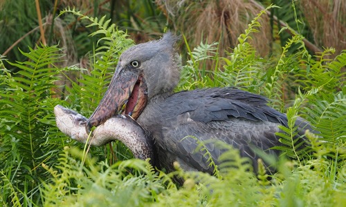 Types of birds in Uganda