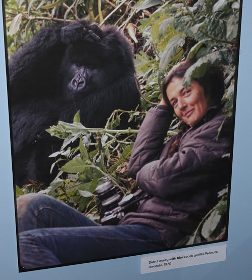 Visiting the tomb of Dian Fossey