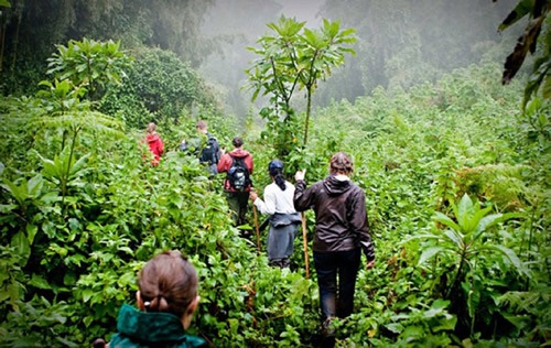 Gorilla Trekking coronavirus