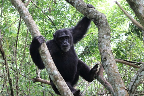 Chimp permits in Uganda