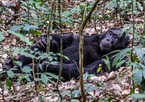 Chimp tracking in Uganda