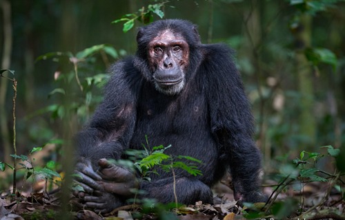 Chimp trekking in Uganda