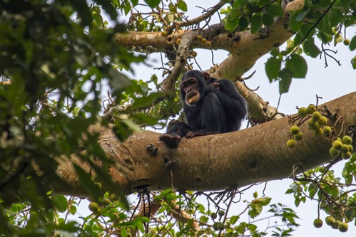 Chimpanzee permits Uganda