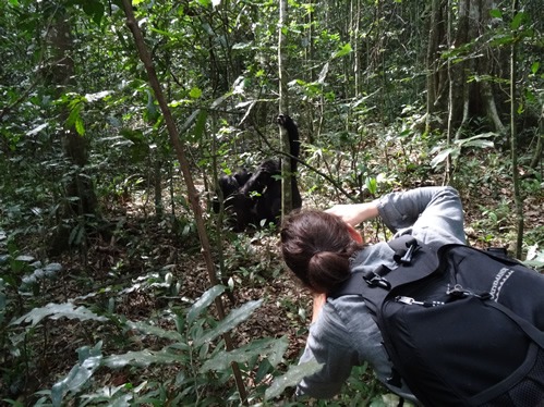 Chimpanzee Tracking in Kibale forest National Park
