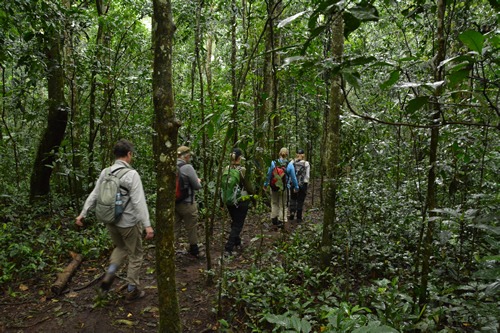 Chimpanzee Tracking in KIbale forest