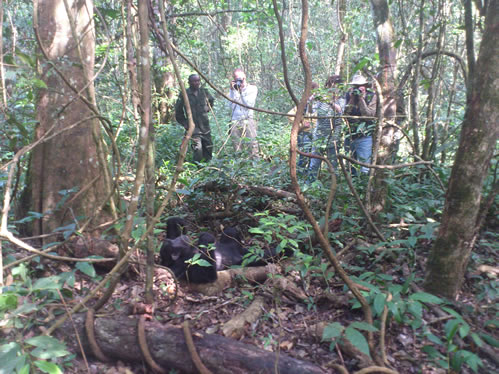 Chimpanzee tracking in Uganda