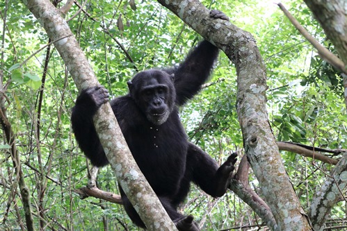 Chimpanzee trekking in Kibale forest