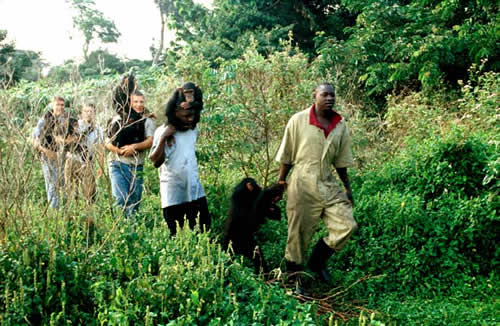 Chimpanzee trekking permits Uganda