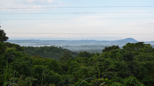 Chimpanzees in Uganda